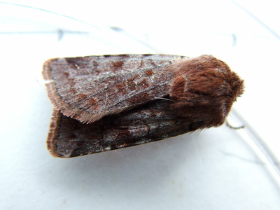 Red Chestnut